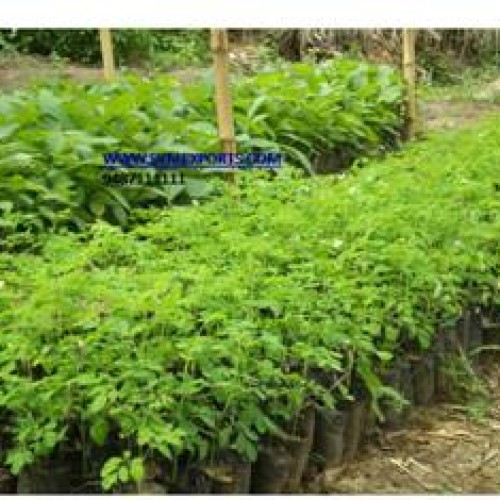India pure moringa oleifera leaf